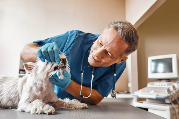 Best Emergency Dental Care for Trauma or Injury in Simi Valley, CA